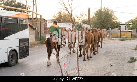 Hirte reiten hinter der Kamelherde, die durch die Straßen zur Weide in der nahegelegenen Steppe, Turkistan, Kasachstan, geht. Stockfoto