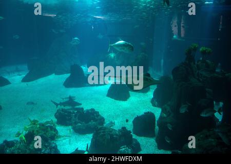 Lissabon Aquarium, Oceanário de Lisboa. Größtes Aquarium in europa mit Haien, Stachelrochen´s Jack Fische. Meeresleben in großen Wassertanks. Meerwasser. Stockfoto