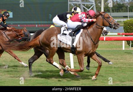 Hallandale Beach, Florida, USA. 5. März 2022. 5. März 2022: #2 COINAGE und Jockey Luis Saez gewinnen am 5.. März 2022 die Palm Beach-Einsätze für Trainer Mark Casse am Tag der Jungbrunnen-Einsätze im Gulfstream Park in Hallandale Beach, FL. Gonzalo Anteliz Jr/Eclipse Sportswire/CSM/Alamy Live News Stockfoto