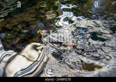 Papageitaucher sind eine von drei Arten kleiner Alciden der Vogelgattung Fratercula. Es handelt sich um pelagische Seevögel, die sich hauptsächlich durch das Tauchen im Wasser ernähren. Stockfoto