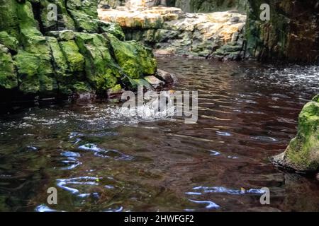 Papageitaucher sind eine von drei Arten kleiner Alciden der Vogelgattung Fratercula. Es handelt sich um pelagische Seevögel, die sich hauptsächlich durch das Tauchen im Wasser ernähren. Stockfoto