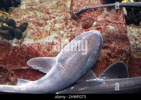 Der Zebrahai ist eine Art von Teppichhai und das einzige Mitglied der Familie Stegostomatidae. Sie ist im gesamten tropischen Indo-Pazifik zu finden. Stockfoto