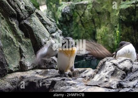 Der Razorbill, der Razorbill-Auk oder der kleine Auk ist ein kolonialer Seevöbel und das einzige erhaltene Mitglied der Gattung Alca der Familie Alcidae. Stockfoto