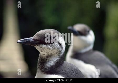 Der Razorbill, der Razorbill oder der kleine Auk ist ein kolonialer Seevögel und das einzige erhaltene Mitglied der Gattung Alca der Familie Alcidae, die Auken. Stockfoto