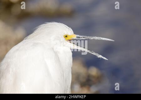 Schneeeiher mit offenem Schnabel. Shoreline Lake and Park, Santa Clara County, Kalifornien, USA. Stockfoto