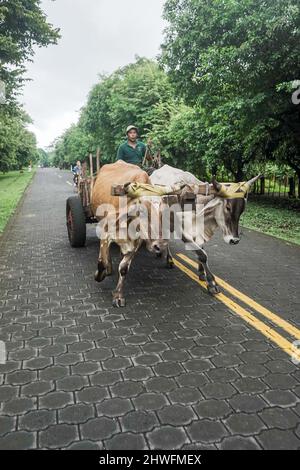Vertikales Foto eines Farmers von Ometepe Island, der einen Ochsenwagen fährt Stockfoto