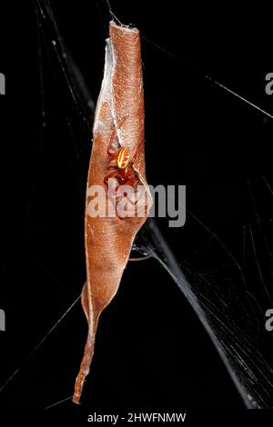 Laubspinne, Phonognatha graeffei. Vor ihrem Haus sitzend, ein zusammengerolltes, getrocknetes Blatt, das aus einem Netz hängt. Blattkräuselspinnen sind tagaktiv Stockfoto