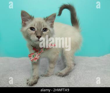 Niedliche weiße Katze mit blauen Augen, die mit Fliege im Stehen steht Stockfoto