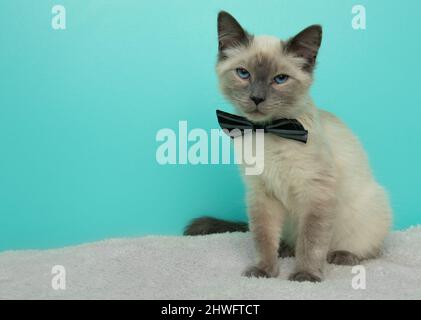 Niedliche grau-weiße siamkatze mit blauen Augen und Fliege Stockfoto