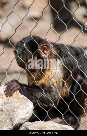 Der goldbäuchige Kapuziner (Sapajus xanthosternos), auch bekannt als Gelbbrustkaputscher oder Buffkopfkaputscher, ist eine Art des Affen der Neuen Welt. Stockfoto