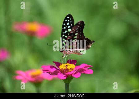 Ein schwanzhäher-Schmetterling thronte auf der Zinnia-Blume. Stockfoto