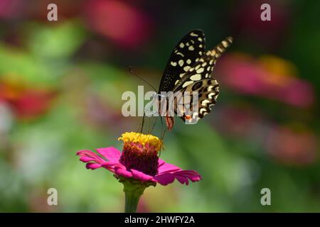 Ein Zitronenschmetterling, der auf der Zinnia-Blume thront. Stockfoto