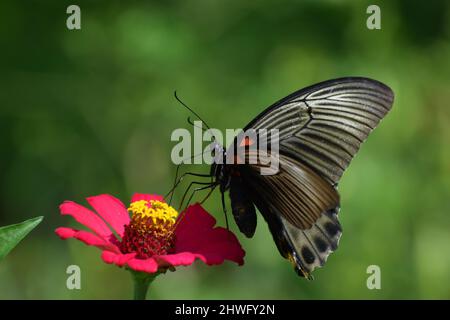 Ein weiblicher großer mormonenschmetterling, der auf der Zinnia-Blume thront. Stockfoto