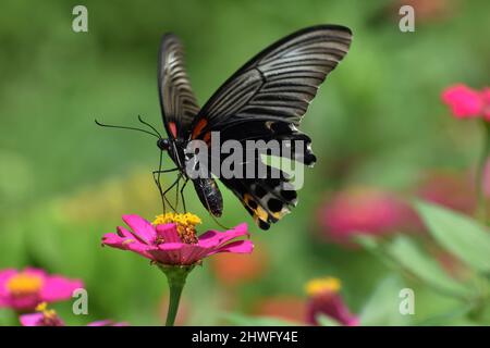 Ein weiblicher großer mormonenschmetterling, der auf der Zinnia-Blume thront. Stockfoto