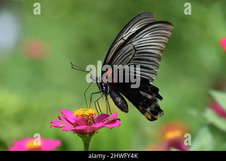 Ein weiblicher großer mormonenschmetterling, der auf der Zinnia-Blume thront. Stockfoto