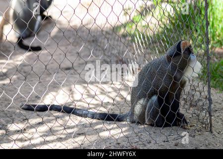 De Brazza's Affe (Cercopithecus neglectus) ist ein Altweltaffe, der in den Flüssen und Sumpfwäldern Zentralafrikas endemisch ist. Stockfoto