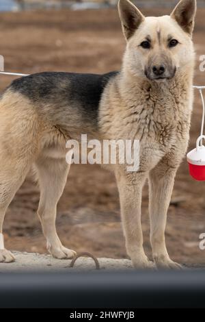schäferhund deutsches Hundeliegenportrait, aus der Haustiernatur für Wache und Großsäuger, Studioruhe. Spielen Grastiere, treuen Schutz groß Stockfoto