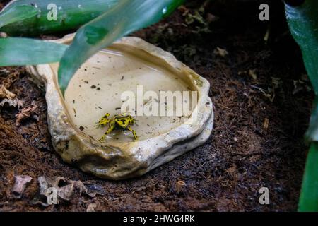 Dendrobatidae Pfeil gelben Giftfrosch, Giftpfeilfrosch. Einheimische biologische Waffen. Farben von giftigen Fröschen oder Tieren. Gelbes Gift. Stockfoto