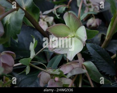 Helleborus im Bio-Garten, bekannt als Winterrose, Weihnachtsrose und Fastenrose. Familienname Ranunculaceae, Wissenschaftlicher Name Hellebores. Natur und Stockfoto