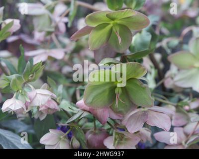 Helleborus im Bio-Garten, bekannt als Winterrose, Weihnachtsrose und Fastenrose. Familienname Ranunculaceae, Wissenschaftlicher Name Hellebores. Natur und Stockfoto