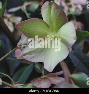 Helleborus im Bio-Garten, bekannt als Winterrose, Weihnachtsrose und Fastenrose. Familienname Ranunculaceae, Wissenschaftlicher Name Hellebores. Natur und Stockfoto