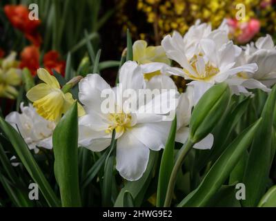 Weiße Tulpen im Frühlingsgarten. Tulpenblume Hintergrund für Frühling oder Liebe Konzept. Wunderschöne natürliche Frühlingsszene, Textur für Design, Kopierraum. Stockfoto