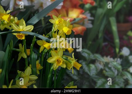 Erstaunliche gelbe Narzissen Blumenfeld in der Morgensonne. Das perfekte Bild für Frühlingshintergrund, Blumenlandschaft. Es ist Narzissen, Narzissen Stockfoto