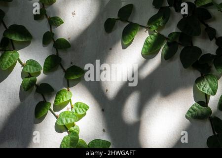 Die KletterFeige an der Betonwand im Schatten und Licht des Sonnenlichts Stockfoto