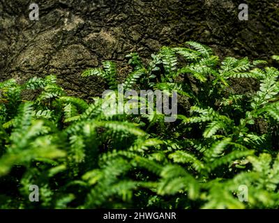 Vollformat-Texturhintergrund von Spike Moss Farnblättern Stockfoto