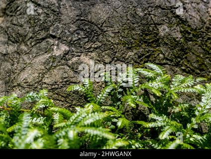 Vollformat-Texturhintergrund von Spike Moss Farnblättern Stockfoto