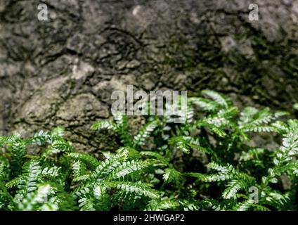 Vollformat-Texturhintergrund von Spike Moss Farnblättern Stockfoto