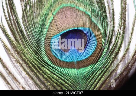 pfauenfeder Nahaufnahme auf weißem Hintergrund. Stockfoto