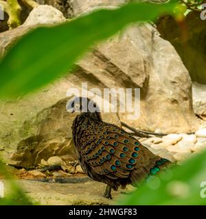 Malaysischer Pfau Stockfoto