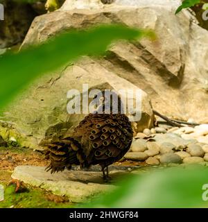 Malaysischer Pfau Stockfoto