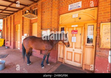 Willie ist das ikonische Pferd, das vor dem Grand Hotel Bush Pub, Goldfields, Kookynie, Australian Outback, in der Nähe von Kalgoorlie, lebt. Westaustralien, WA, Stockfoto