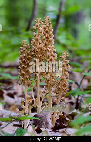 Vogelnest-Orchidee - Neottia nidus-avis, einzigartige Orchidee aus europäischen und asiatischen Wäldern, Zlin, Tschechische Republik. Stockfoto