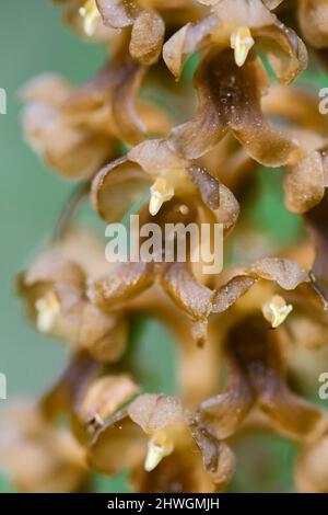 Vogelnest-Orchidee - Neottia nidus-avis, einzigartige Orchidee aus europäischen und asiatischen Wäldern, Zlin, Tschechische Republik. Stockfoto