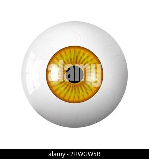 Realistischer menschlicher brauner Augapfel. Die Netzhaut ist der Vordergrund. vektorgrafik 3D. Realistische 3D-Vektor-Illustration isoliert auf weißem Hintergrund Stock Vektor