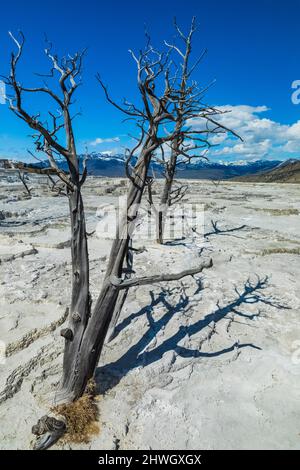 Bäume, die durch vulkanische Aktivitäten in Mammoth Hot Springs im Yellowstone National Park, Wyoming, USA, getötet wurden Stockfoto