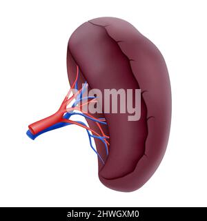 Menschliche Milz. Sammlung menschlicher Organe, realistische 3D-Vektor-Illustration, isoliert auf weißem Hintergrund Stock Vektor
