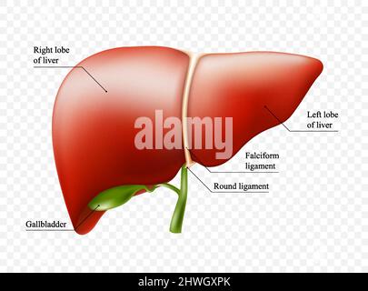 Realistische Struktur der Leberanatomie. Vektor hepatisches System Organ, Verdauungstrakt Gallenblase Organ. Menschliche Leber für Medikamente, Pharmazie und Bildung des Stock Vektor