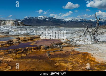 Bäume, die durch vulkanische Aktivitäten in Mammoth Hot Springs im Yellowstone National Park, Wyoming, USA, getötet wurden Stockfoto