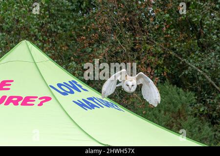 Eine Scheune Eule fliegt mit Love Nature auf einem Zelt, auf einer Country Show in Großbritannien. Demonstration der Greifvögel beim Fliegen. Stockfoto