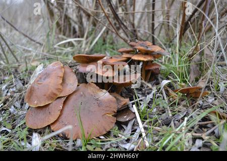 Viele Pilze am Straßenrand im feuchten Wald. Stockfoto