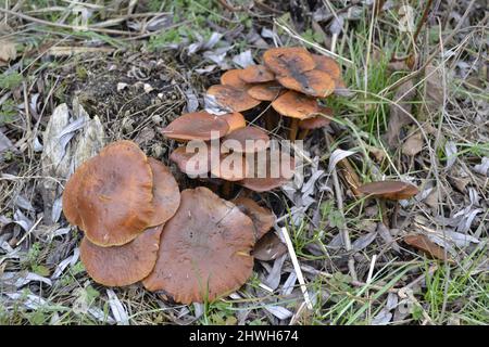 Viele Pilze am Straßenrand im feuchten Wald. Stockfoto