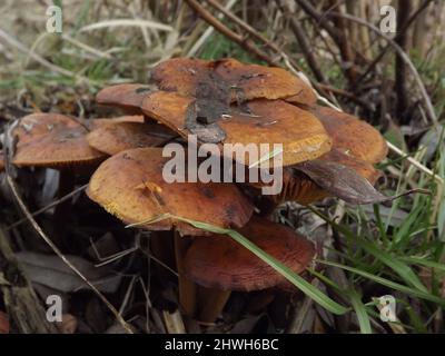 Viele Pilze am Straßenrand im feuchten Wald. Stockfoto