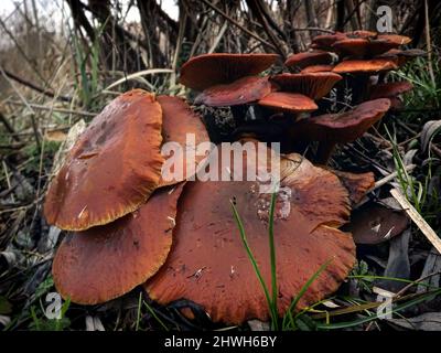 Viele Pilze am Straßenrand im feuchten Wald. Stockfoto