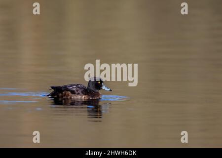 Weibliche Tuftente (Aythya fuligula) schwimmt auf einem See im Naturschutzgebiet Mönchbruch bei Frankfurt. Stockfoto