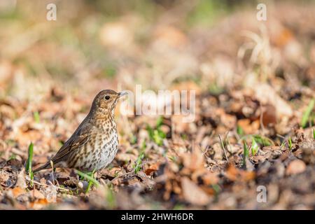 Singdrossel (Turdus philomelos) auf dem Waldboden im Frühjahr im Naturschutzgebiet Mönchbruch bei Frankfurt. Stockfoto