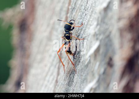 Käfer Clytus arietis der Longhorn-Käfer (Cerambycidae, Coleoptera). Das Weibchen legt Eier in das Holz. Stockfoto